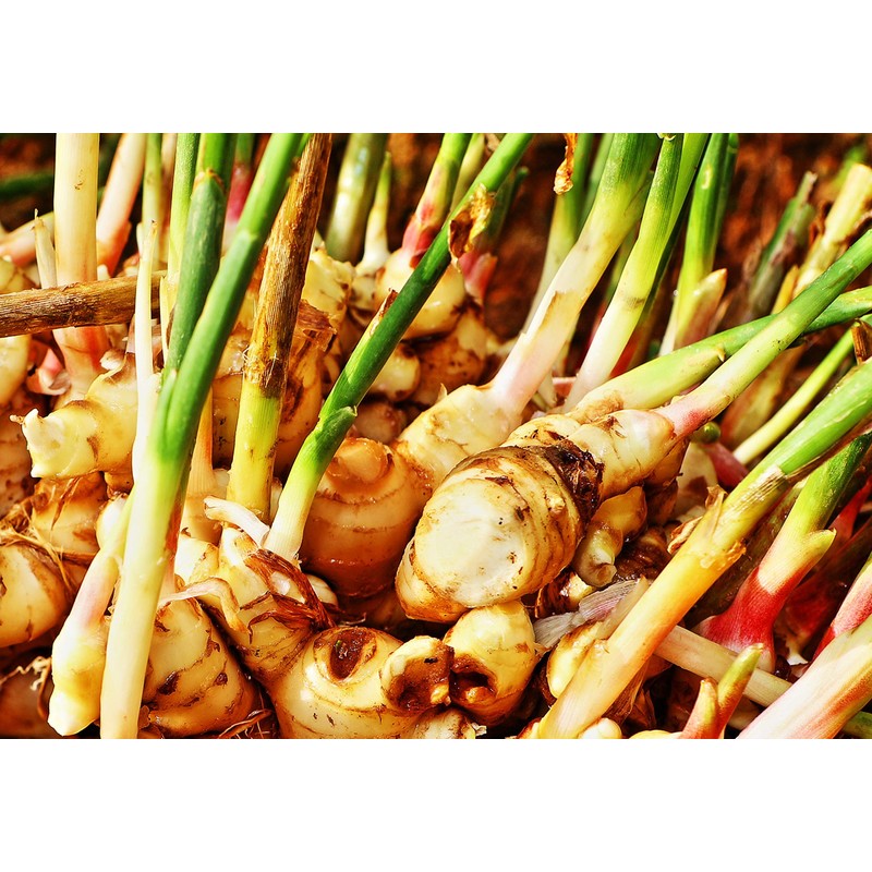 【森川健康堂(株)の通販専売品】 阿蘇健康 プロポリス キャンディー (生姜 ＋ UMF15 マヌカ) 80g x