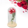 Rose in Glass Dome Lucky Beautiful Symbolism Romantic Enchanted Rose