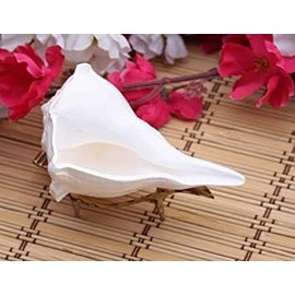 Dakshinavarti shankh, Natural Pooja Dakshinavarti Sankha Conch Shell Original from Rameswaram / दक्षिणावर्ती शंख / dakshinavarti shankha and Natural Size 5 Inch (Non Blowing)