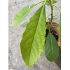 Avocado Tree Live Plant Full Leaf now at the 15-
