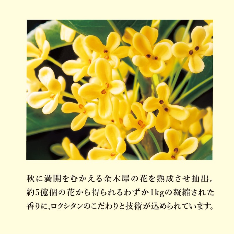 L'Occitane Ottomanthus Shower Gel, 8.5 fl oz (250 ml)