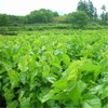 50g Mulberry Leaf Tea Natural Dried Loose Leaves Health Care