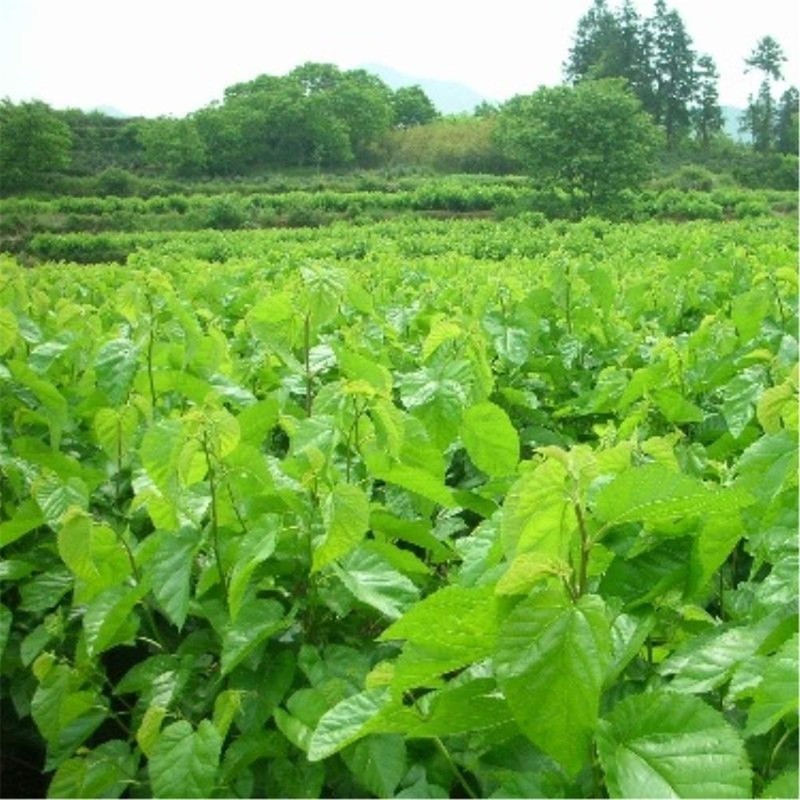 50g Mulberry Leaf Tea Natural Dried Loose Leaves Health Care