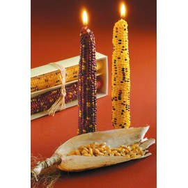 tag Harvest Corn Taper Candles Set of 2 Multi Harvest