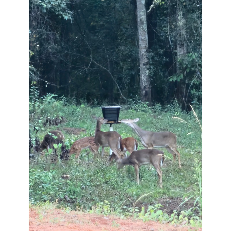 Alimentador de ciervos