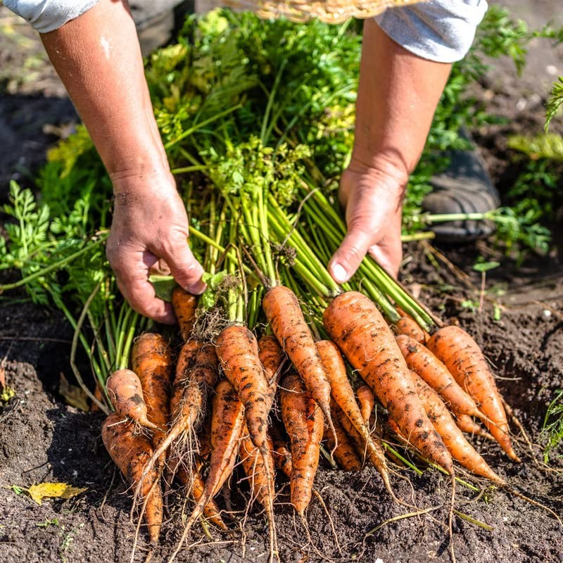 Carrot-Amsterdam (3600 Seeds)