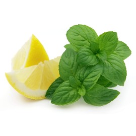 Lemon Mint Herb Seeds - Non-GMO - 0.5 Grams