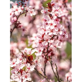 KV Ornamental Plum Tree, Krauter Vesuvius, Dark Purple Foliage, Light Pink Flowers, 2-3 ft Tree Height, 5 Gallon Nursery Pot (Due to Agricultural Laws, we Cannot Ship to CA, AZ, AK, or HI)