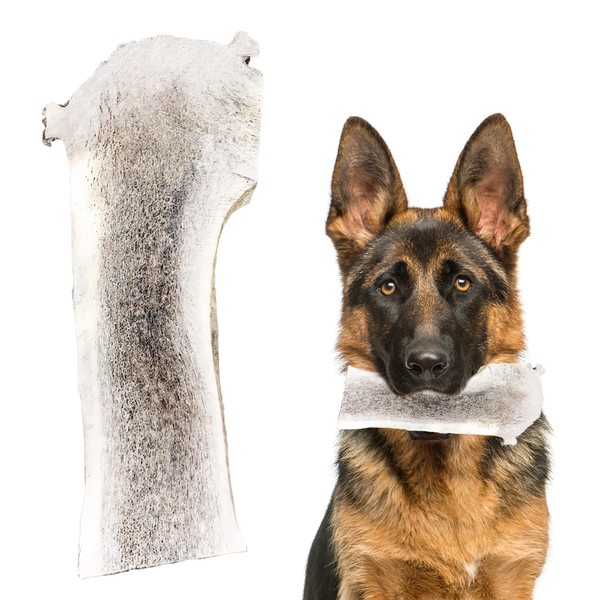 Heartland Elk Antlers for Dogs - Grade A, Naturally Shed