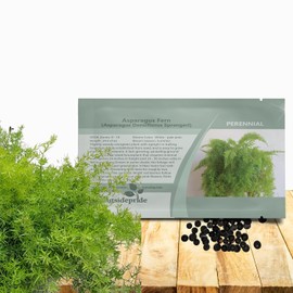 Outsidepride Asparagus Fern Seeds - 100 Pcs Perennial Sprengeri, Evergreen Foliage, Drought-Tolerant Seeds for Containers, Pots & Window Boxes, Easy to Grow Asparagus Fern & Low Maintenance