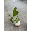 Chayote Plant 1 Chayote Squash Plant 8” With Pot Mirliton