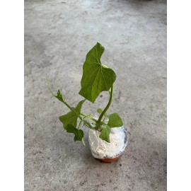 Chayote Plant 1 Chayote Squash Plant 8” With Pot Mirliton Live Plant Ready To Plant