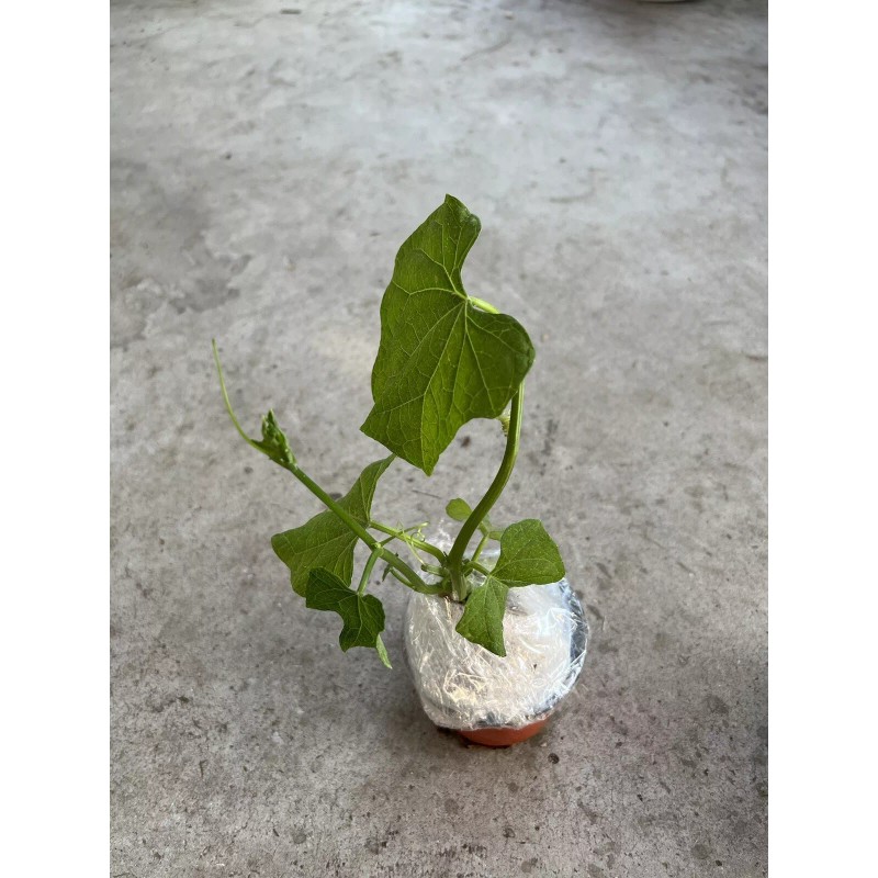 Chayote Plant 1 Chayote Squash Plant 8” With Pot Mirliton