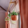Sass & Belle Eyes Shut Terracotta Hanging Planter