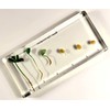 Bean Germination in 6.3" Crystal Clear Lucite Resin Paperweight Block
