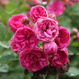 Heirloom Roses Rose Plant - Kendyl Marie Pink Rose Bush, Polyantha Live Plant for Planting Outdoors