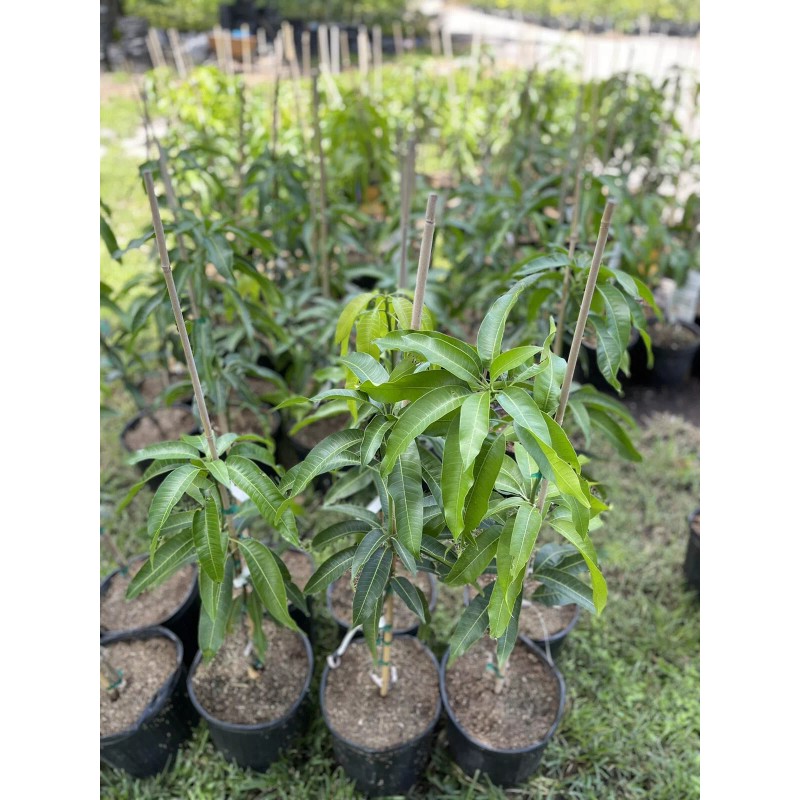 Tree GLENN MANGO TREE GRAFTED (3 Feet Tall).