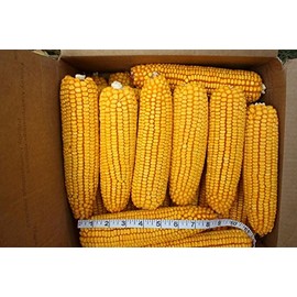 24 ears corn--squirrels animals and crafts new crop--IOWA CORN