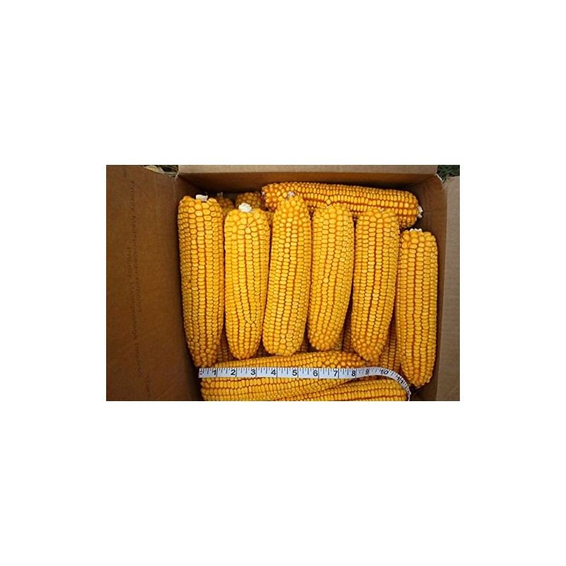 24 ears corn--squirrels animals and crafts new crop--IOWA CORN