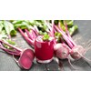 Julia Poland Beet Powder, Whole Powder; So Rich In Protein