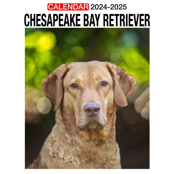 Chesapeake Bay Retriever Calendar 2024 -2025: 24 Months Calendar Jan