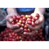 Kuruya Coffee, Guatemala Antigua, Deep Roasted, 7.1 oz (200 g)