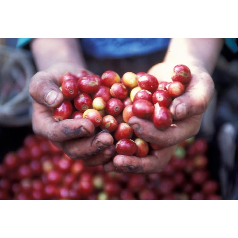 Kuruya Coffee, Guatemala Antigua, Deep Roasted, 7.1 oz (200 g)