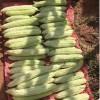 ZEshops 15pcs White Pearl Bitter Gourd Seeds Heirloom Balsam Pear