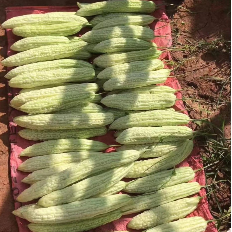 ZEshops 15pcs White Pearl Bitter Gourd Seeds Heirloom Balsam Pear
