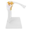 1:1 Life Size Human Anatomy Shoulder Joint Model Shoulder Blade