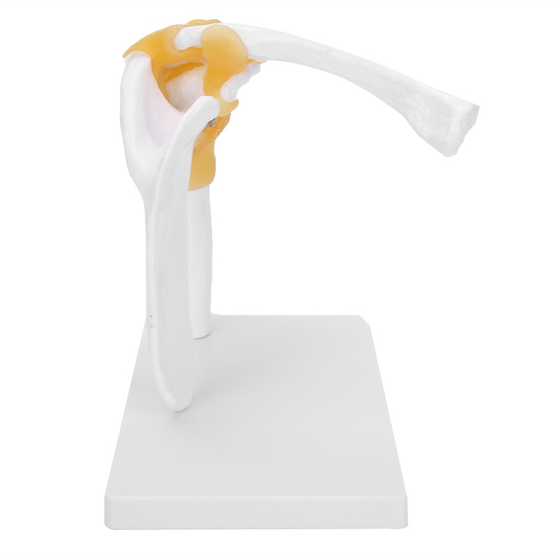 1:1 Life Size Human Anatomy Shoulder Joint Model Shoulder Blade