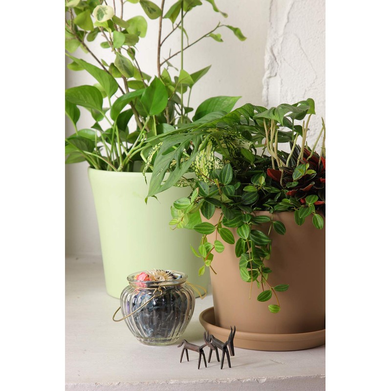 Appleware Coty Plate Type 220 Brown