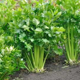 Organic Utah Tall Celery Seeds - USDA Organic, Non-GMO, Open Pollinated, Heirloom, USA Origin (1 Packet - 250 MG - Approx 500 Seeds)