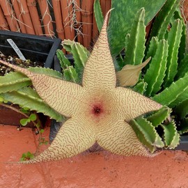 Starfish Stapelia succulent Starter plant