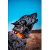 Boss Dog Tactical Collar, Orange Camo, Small