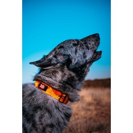Boss Dog Tactical Collar, Orange Camo, Small
