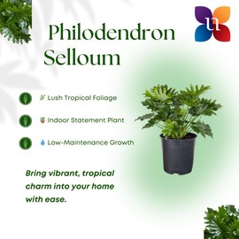 United Nursery Philodendron Selloum – Tree Philodendron in 10” Grower Pot – 26–32 Inches Tall – Lush Tropical Foliage Plant – Easy-Care, Air-Purifying Indoor or Patio Houseplant