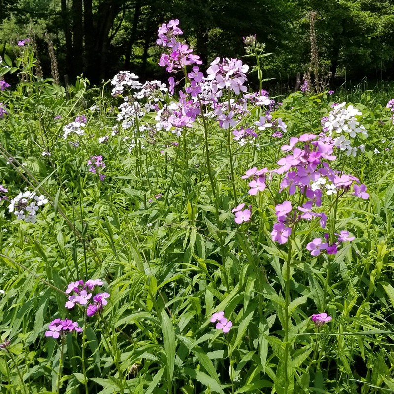 Outsidepride Dame's Rocket - 5000 Seeds