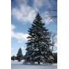 The Jonsteen Company Colorado Blue Spruce | Tree Seed Grow