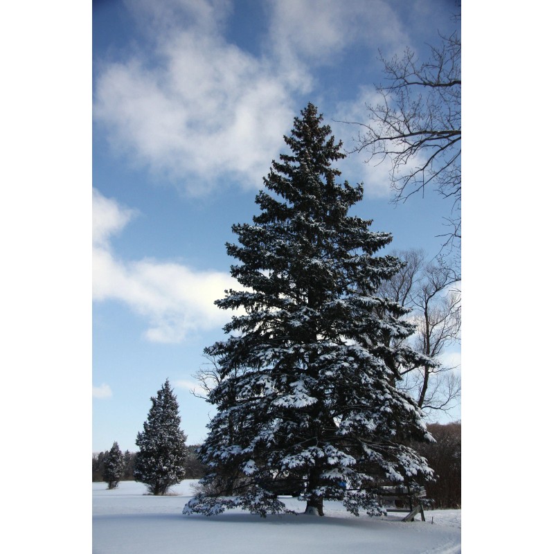 The Jonsteen Company Colorado Blue Spruce | Tree Seed Grow