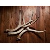 Tall Mule Deer Antler Beer Tap Handle for Kegerators Keezers