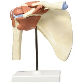 3B Scientific A80/1 Deluxe Functional Shoulder Joint Model + free Anatomy App - 3B Smart Anatomy