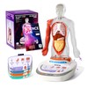 Science Can Human Body Model for Kids - Interactive Anatomy