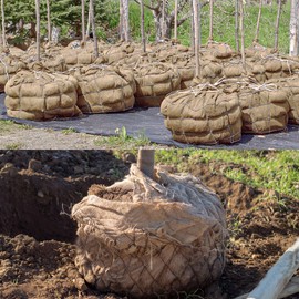 warmfarm Natural Burlap Plant Covers Freeze Protection,Burlap Winter Frost Plant Blankets for Trees and Shrubs Winter Protection (45 INx15 FT)