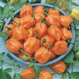 30 Semillas Chile Habanero Orange Naranja Nuevas Fertiles