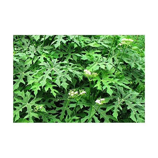 3 Healthy Cuttings Organic Chaya Tree Spinach Cnidoscolus aconitifolius