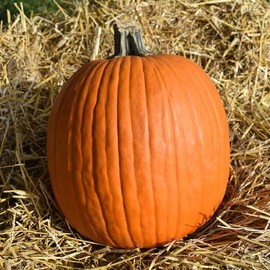 Eden Brothers Pumpkin Seeds - Howdens Field Non-GMO Seeds for Planting, 1/4 Pound | High-Yielding, Fast Growing Vegetable Seeds, Plant During Warm Season, Zones 3, 4, 5, 6, 7, 8, 9, 10