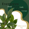 2 Indian Laurel Figs – Live Ficus Nitida Plant –
