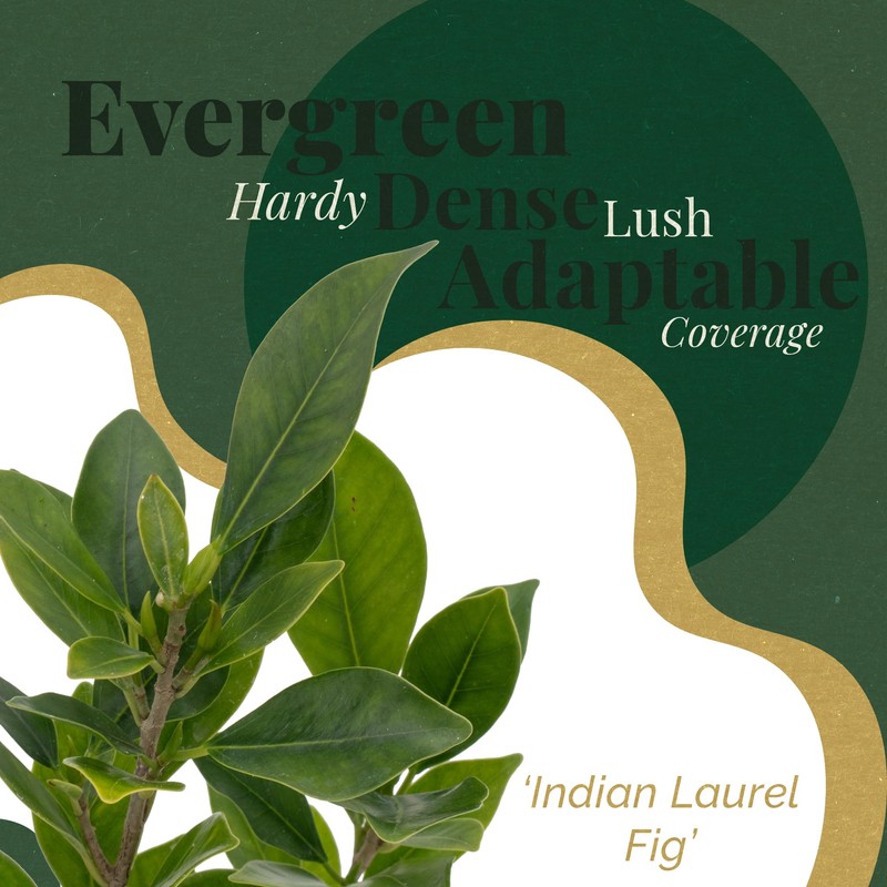 2 Indian Laurel Figs – Live Ficus Nitida Plant –