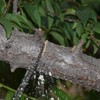 upgrade 53 Inch High Reach Tree Limb Hand Rope Chain